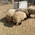 ذبايح جذعان