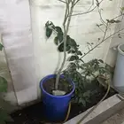 شتلة يوسف باكستاني
