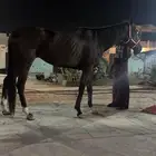 فرس انجليزية