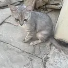 شرازي على السوم