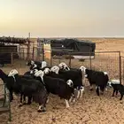 غنم نجد مراح