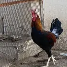 ديوك ترثه (تم البيع)