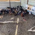 دجاج بشاير مشكل