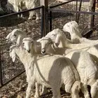 خروفين واربع رخال حريات