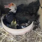 بطه مصرية مع فروخها