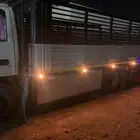 دينه لي وجهه