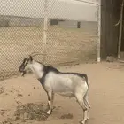 تيس فحل ولد ولد وعل