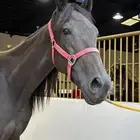 فرس انقليزيه سليمة شرط حاضنه او ركوب