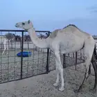 للبيع رحول طوع