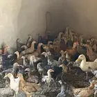 دجاج بلدي مخلوط ب فرنسي للبيع