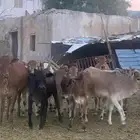 حسلان (11)ذكران (6)وايناث(5)