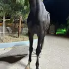 فرس انجليزي اللون ادهم (اسود )