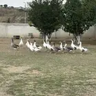 وز بلدي