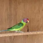 ببغاء بالم هد