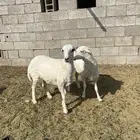 رخال للبيع ظهور مغلقه ونظاف
