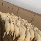 بهم تربية ( تم البيع )