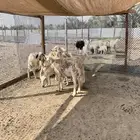 غنم حريات حرش وصنف تم البيع خارج الموقع