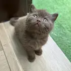 قطه سكوتش انثى للبيع