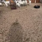 معزا بيشيه