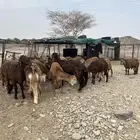 ذبايح سواكن جذعان حمري سمان مقفلة مرابي فوق 3 شهور ونص