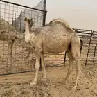 قعودللبيع