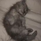 قطه ذكر عمره 3 للبيع