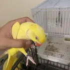 بغبغاء دره هولندي