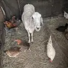 نعجة حرية للبيع