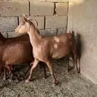 معزا دهم تم البيع