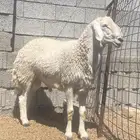 طلي حري فحل رباع مشروط