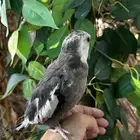 كروان اليف وهدد