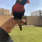 لوري هدد متكلم