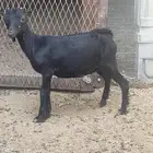 للبيع جفرة قزمية