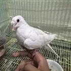 زوج يمام ياكريم منتج واليف