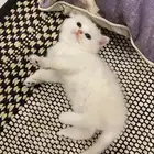 كيتن مسجله مستوى عالي