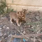 قطط كيتن صغيره للتبني