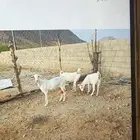 معزا بيشيات للبيع