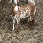 للبيع جفار بيشيات صنف دفيع
