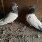 حمام ايراني