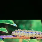 شاشة تلفاز 40 بوصه