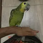 ببغاء امازوني بلو فرنتد