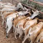 تيوس صومالية جذعان وثنيان جملة وتفريد