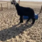 رخل دغما