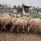 رخال رفيدي