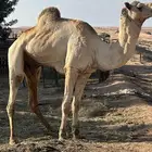 جمل مهجن ولد سياف القمراء