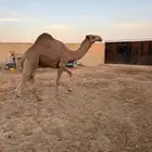 قعود أشعل طايش وزن وزن سومه 8000