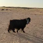 تيس فحل عارضي