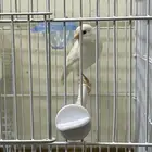 كناري ابيض ذكر تغريد نار