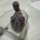 فرخ ببغاء سنغالي