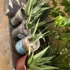 صبار اوليفيرا
